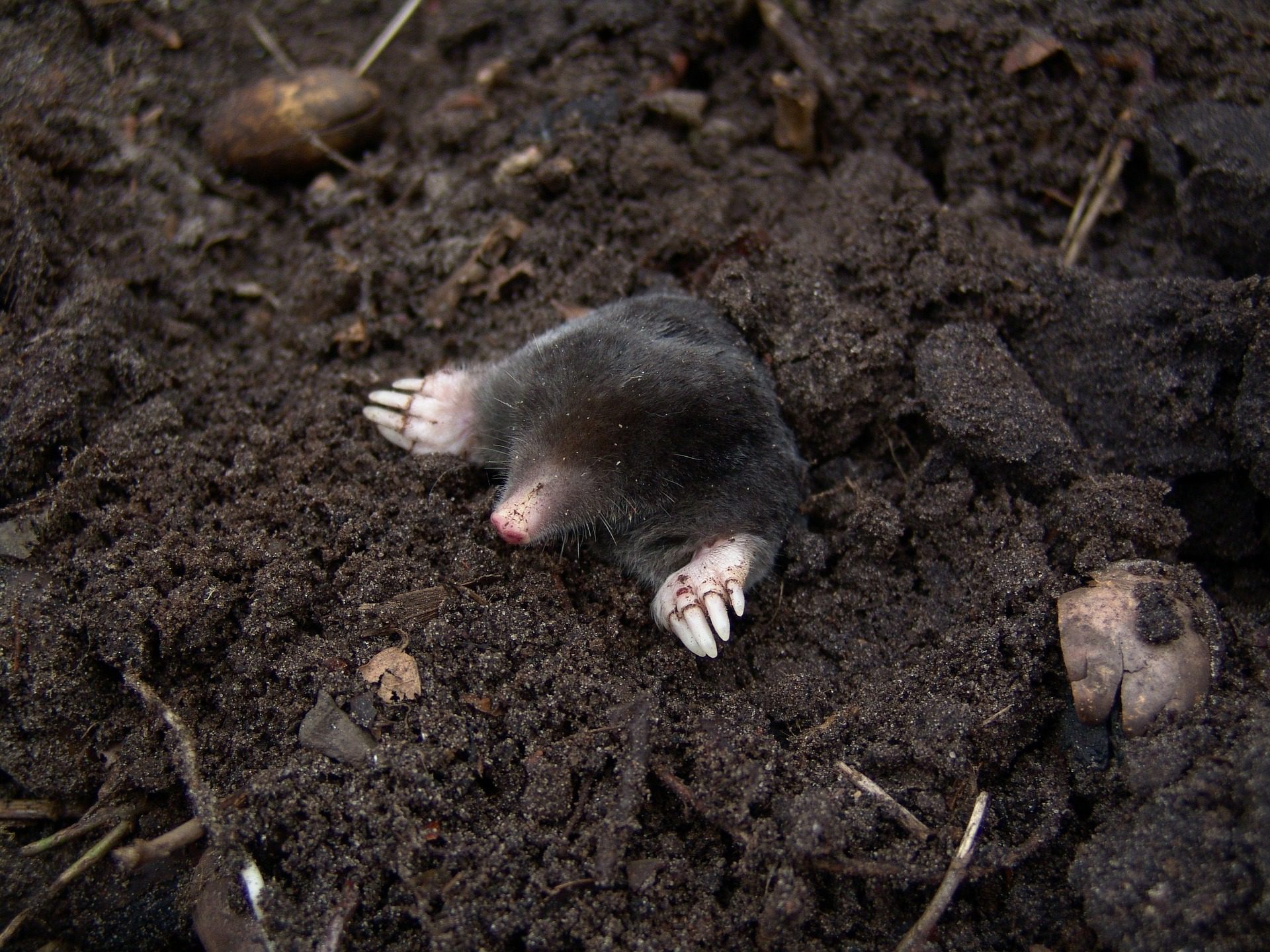 Mole poking its head and front feet out of the dirt.