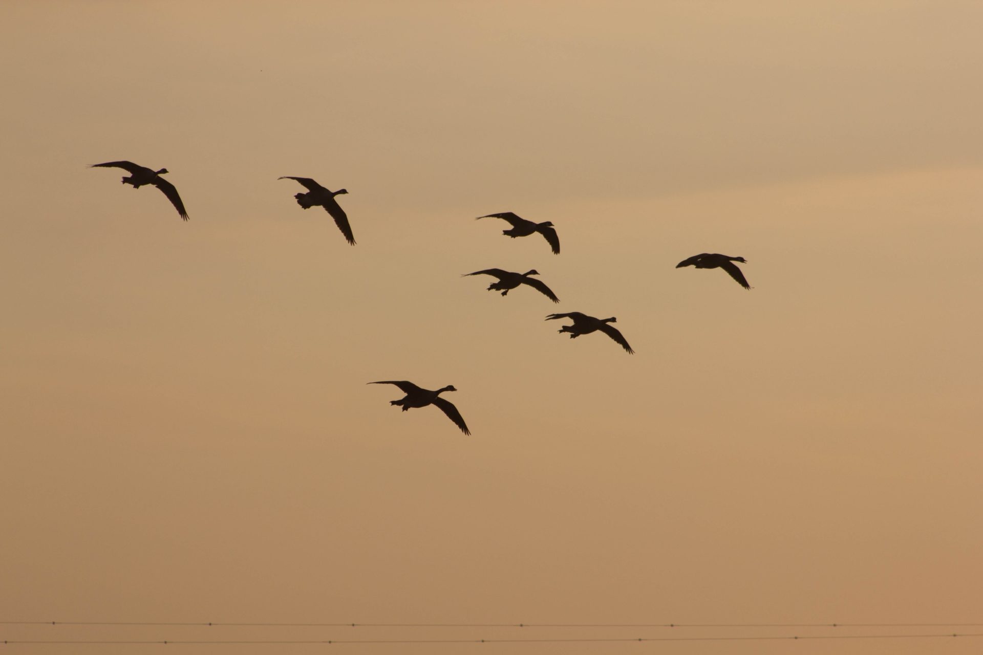 Geese flying in formation in a cloudy evening sky.