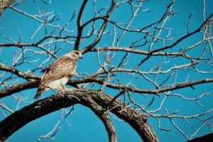 Sharp-shinned hawks on the tree