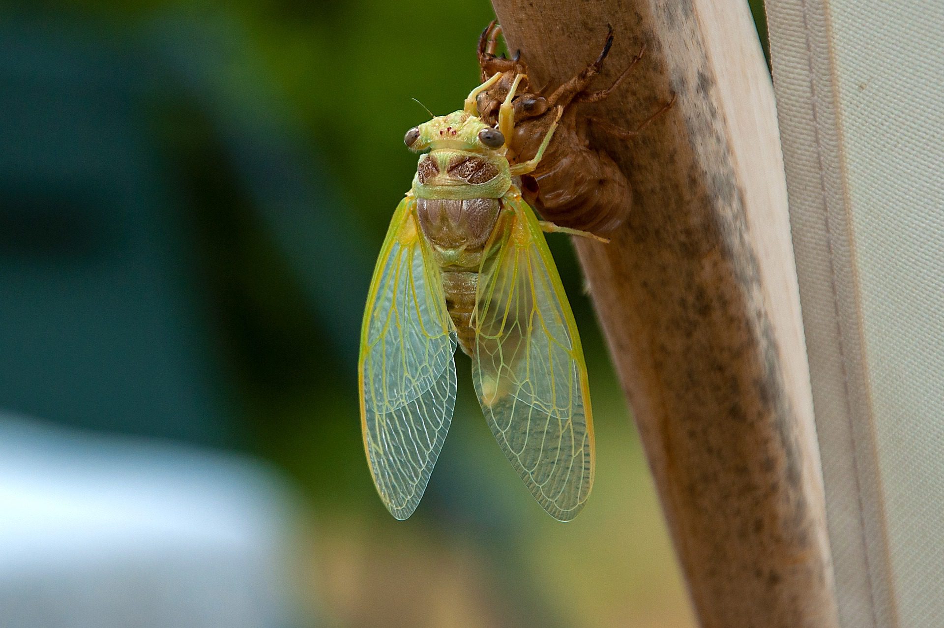 Cicada that just emerged from its exoskeleton.