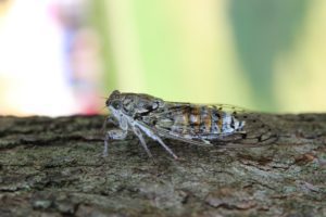 Cicada on the branch