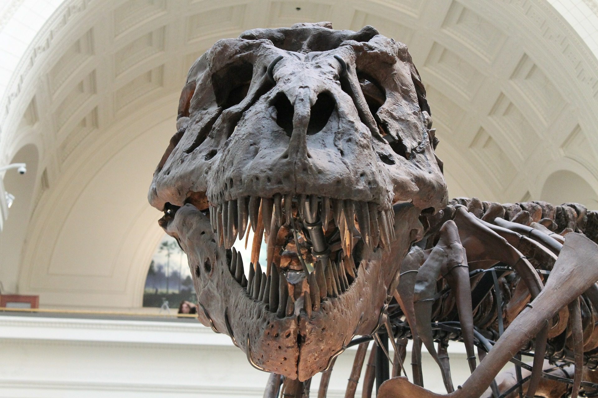 Fossil of tyrannosaurus
