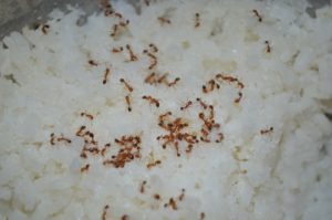 ants on rice