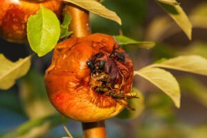 Rotten fruit on the tree surrounded by insects