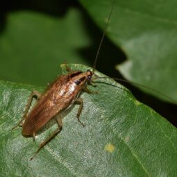Cockroach on the leaf