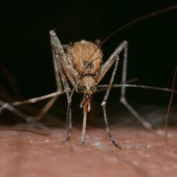 Mosquito on the skin
