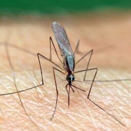 Anopheles mosquito on the human skin