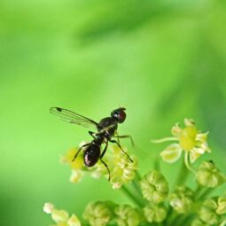 winged ant in the nature