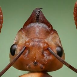 Head of queen ant