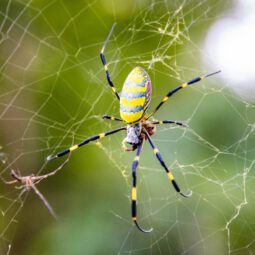 A Joro spider on its spiderweb